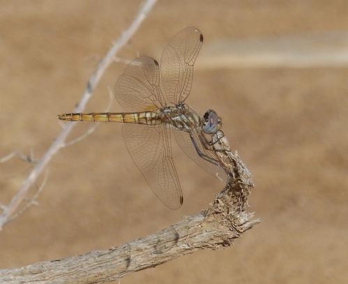 Trithemis sp.
